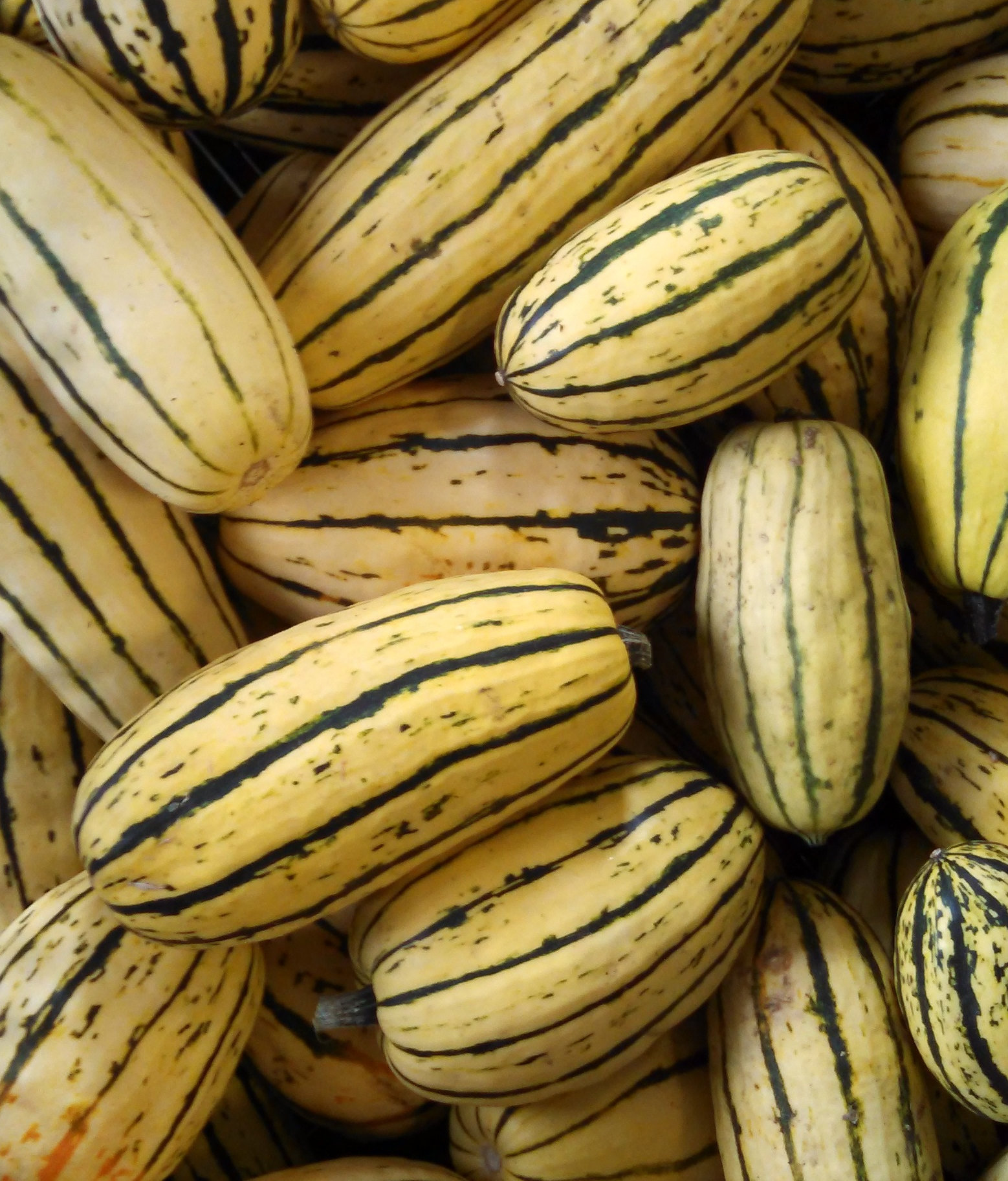 Delicata squash